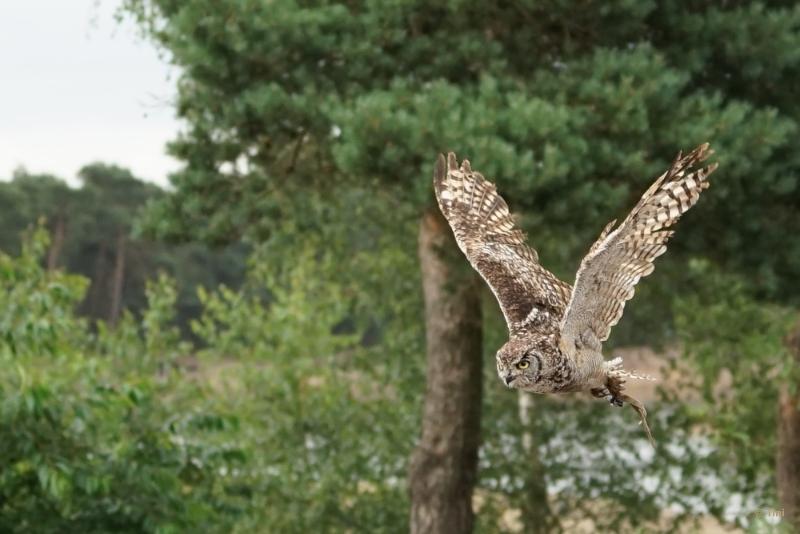 bdDSC04200 (2).JPG - Beekse bergen 2018